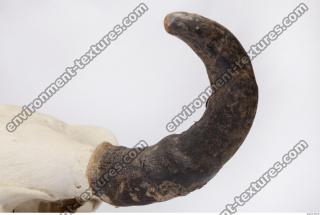 skull antler 0036